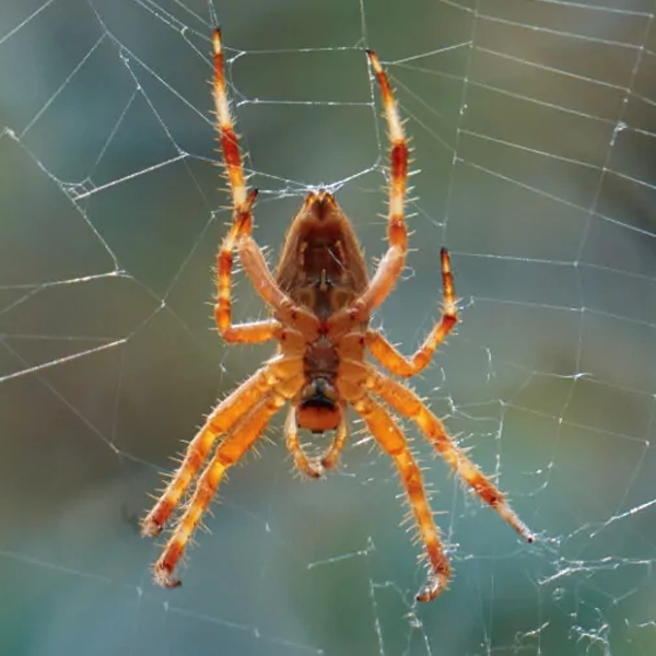 Dedetização de Aranhas em Londrina e Sertanópolis - Dedetizadora em Londrina